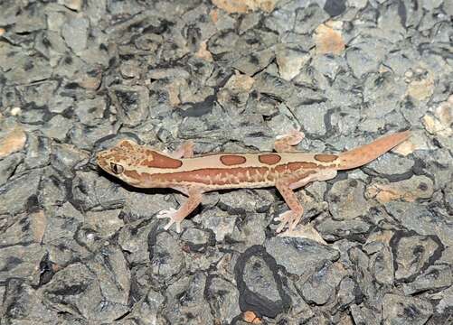 Image of Box-patterned Gecko