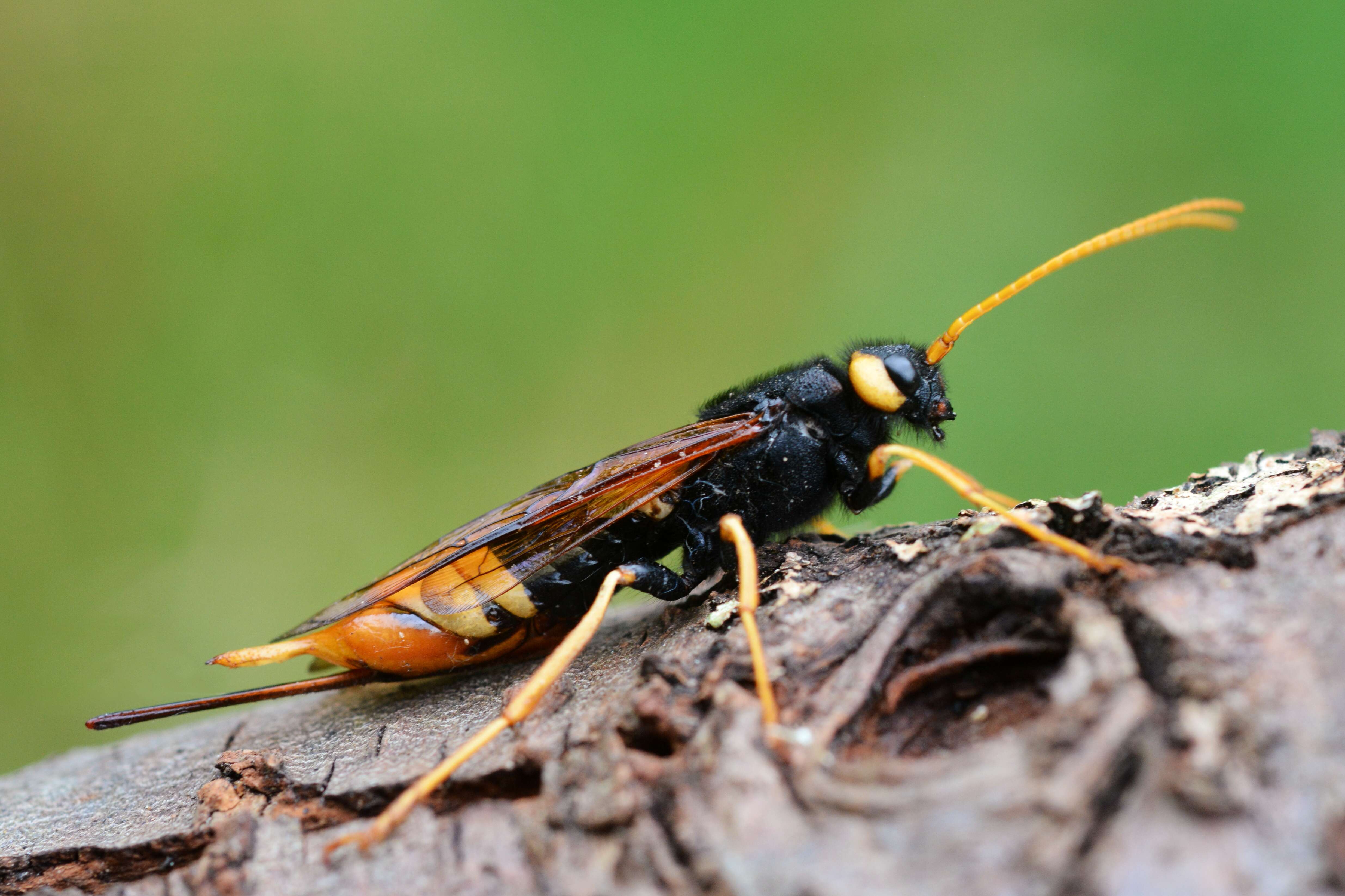 Imagem de Urocerus gigas