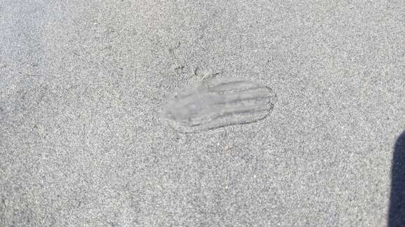 Image of short-lobed comb jelly