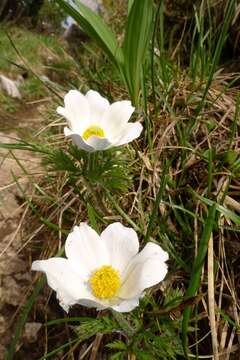 Imagem de Pulsatilla alpina subsp. alpina