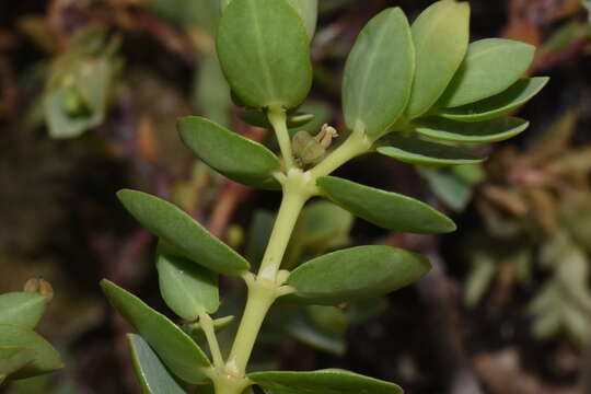 Imagem de Euphorbia mesembryanthemifolia Jacq.