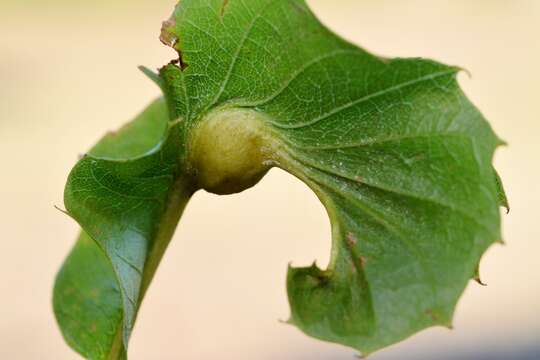 Image of Asian chestnut gall wasp