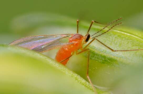 Image of Wheat midge