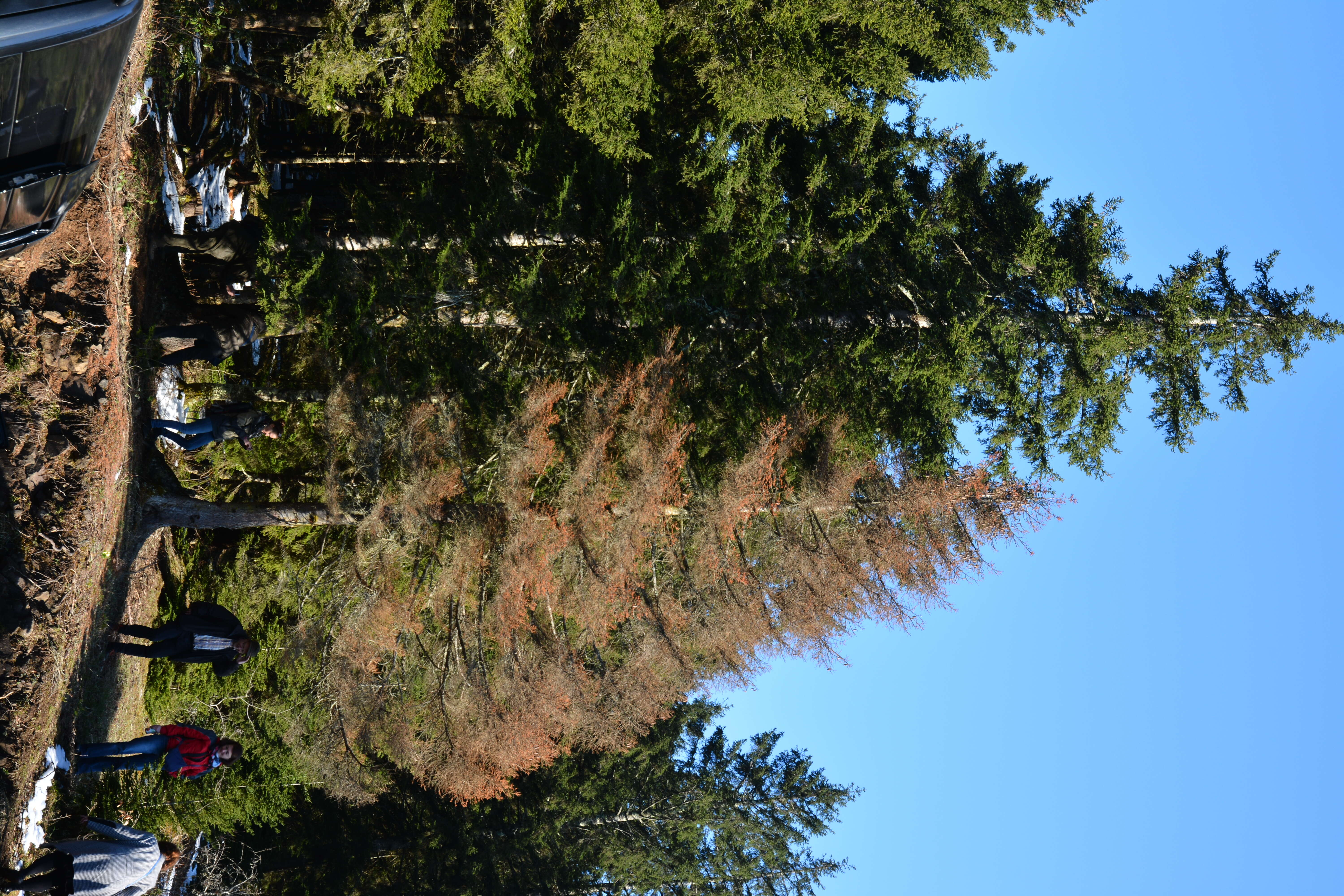 Image of European spruce beetle