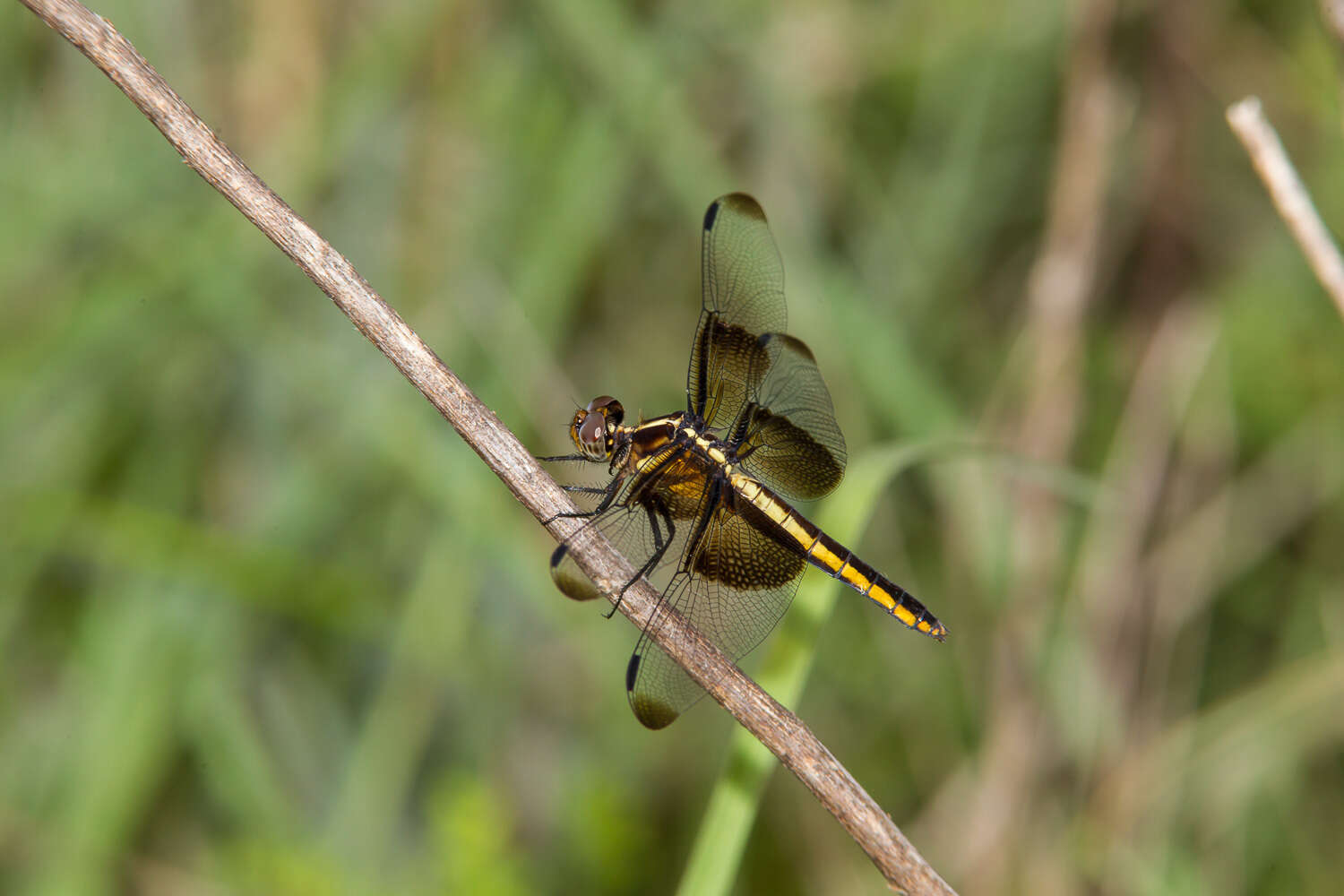 Libellula luctuosa Burmeister 1839 resmi