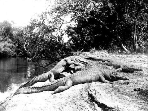 Image of Nile crocodile