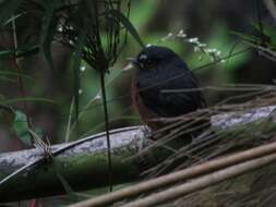 Image of Slaty-backed Chat-Tyrant