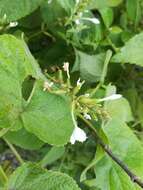 Image of wild leadwort