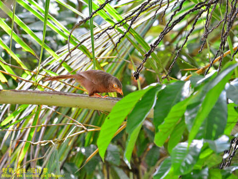 Image of Orange-billed Babbler