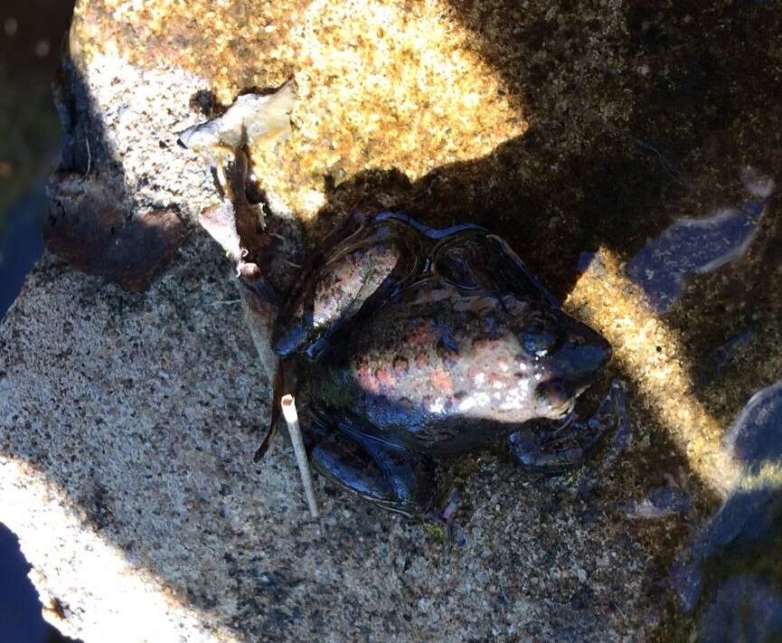 Image of Natal Dwarf Puddle Frog