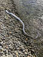 Image of Benham&#39;s streamerfish