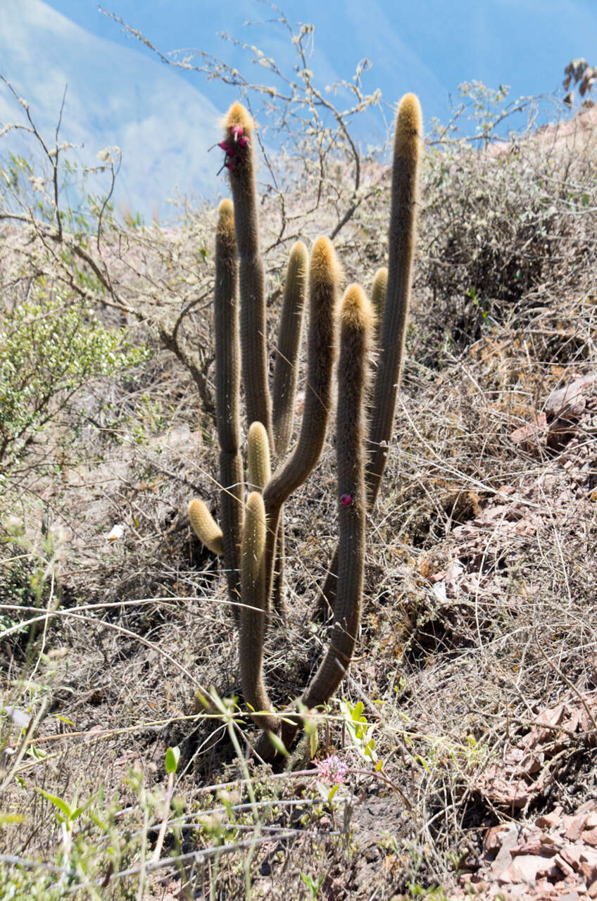 Image of Cleistocactus varispinus F. Ritter