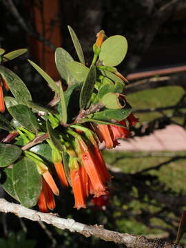 Image de Macleania insignis Mart. & Gal.