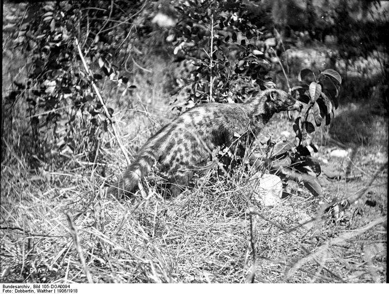 Image of Civettictis Pocock 1915