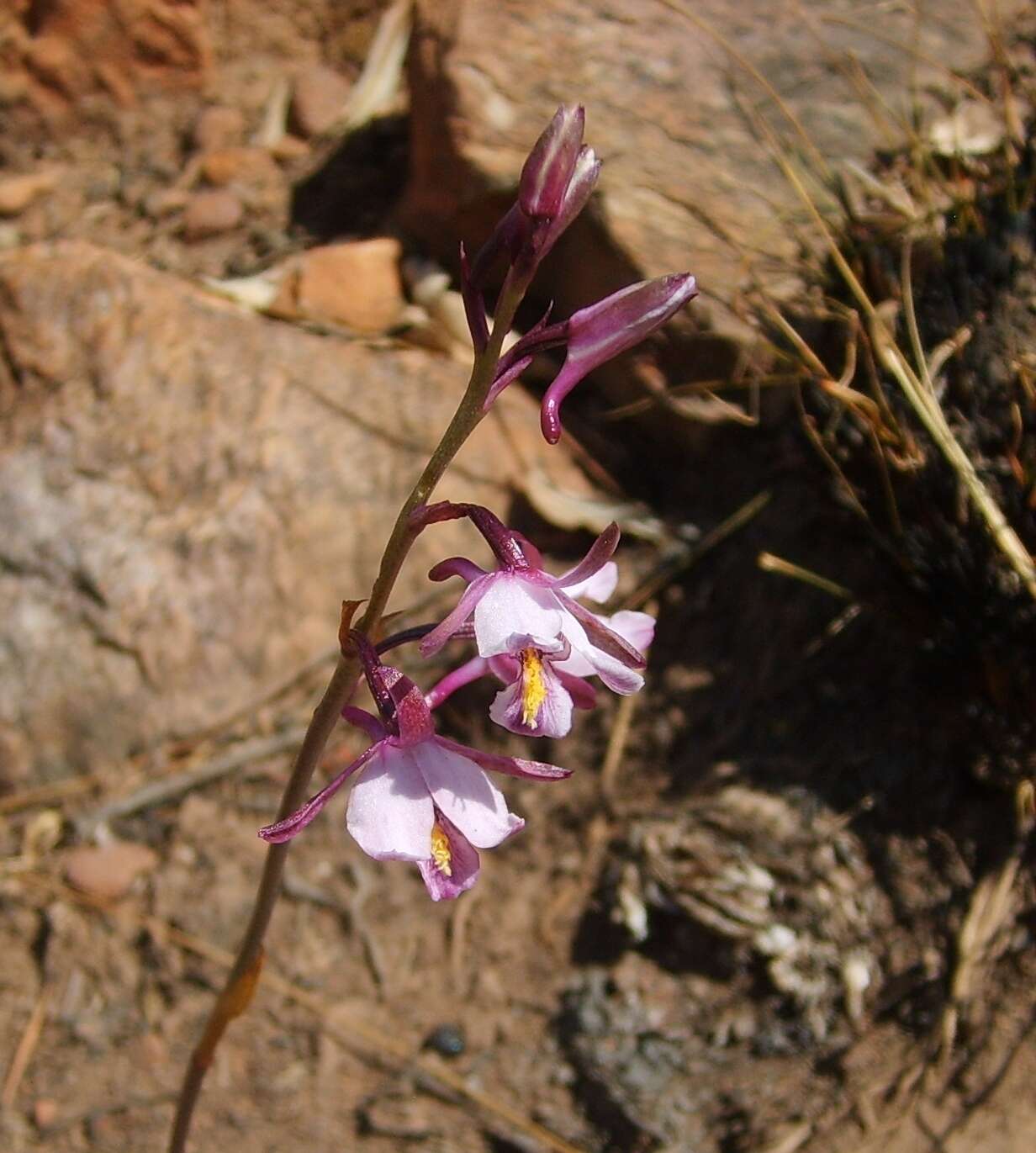 Image de Eulophia hians var. hians