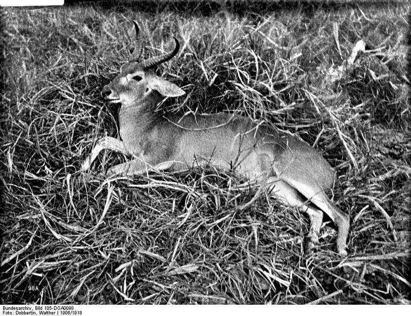 Image of Bohor Reedbuck