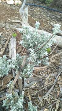 Plancia ëd Maireana sedifolia (F. Müll.) P. G. Wilson