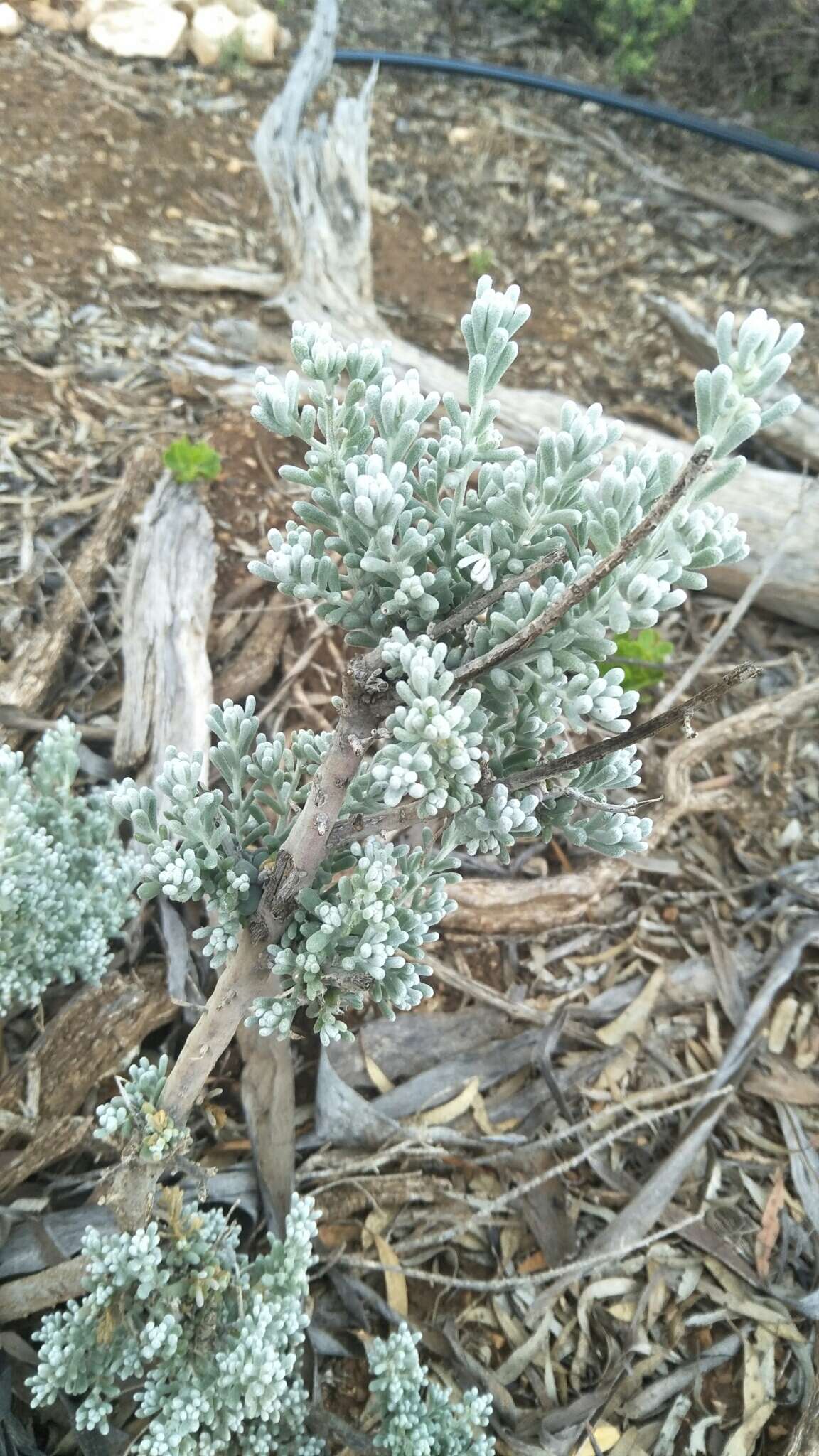 Plancia ëd Maireana sedifolia (F. Müll.) P. G. Wilson