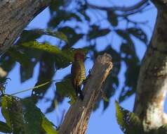 Image of Rufous-winged Woodpecker