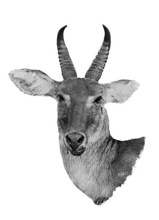 Image of Bohor Reedbuck