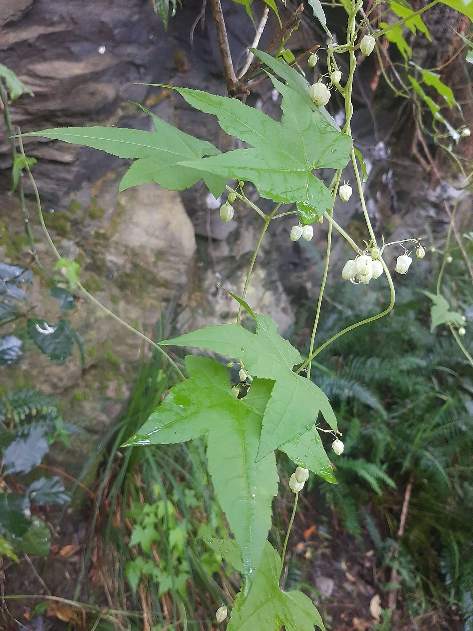 Image of Ceratiosicyos laevis (Thunb.) A. Meeuse