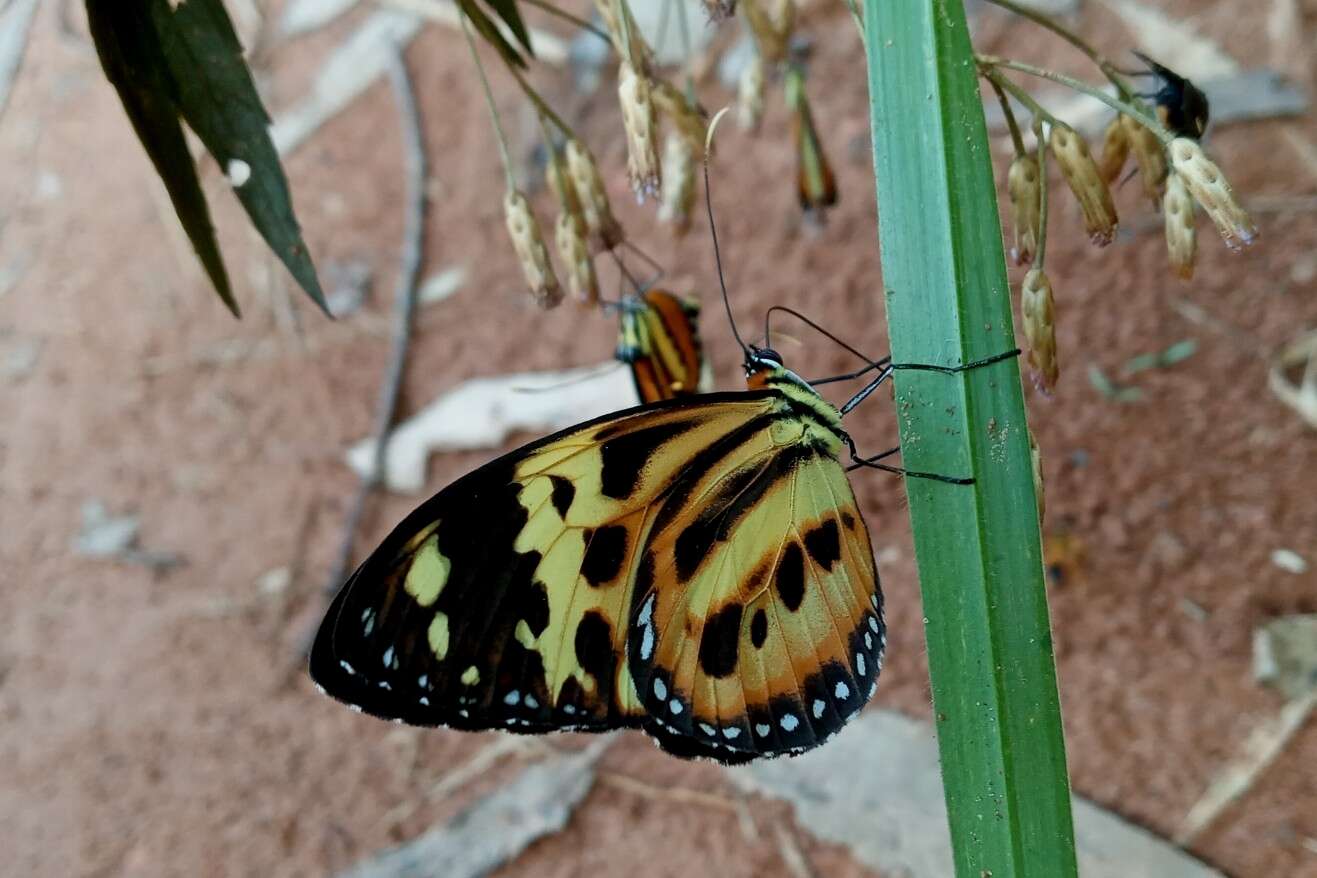 Imagem de Tithorea harmonia pseudethra Butler 1873