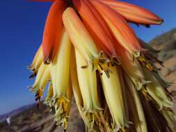 صورة Aloe melanacantha A. Berger