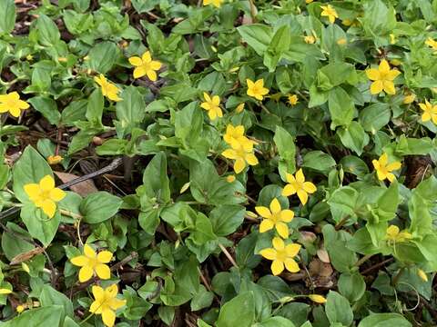 Image of Lysimachia nemorum L.