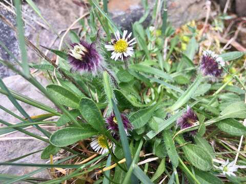 Image of arctic alpine fleabane