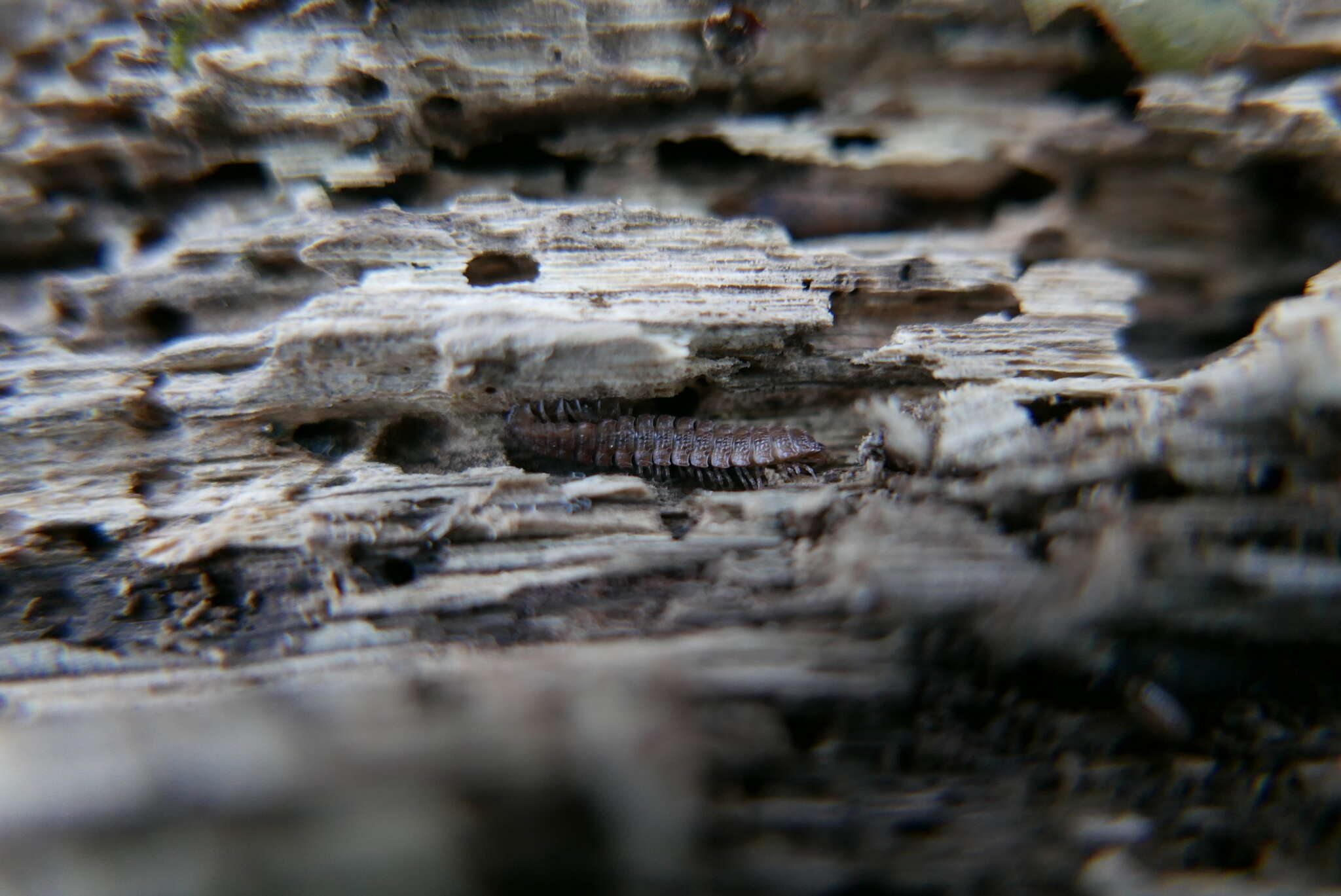 Image of Flat-backed millipede