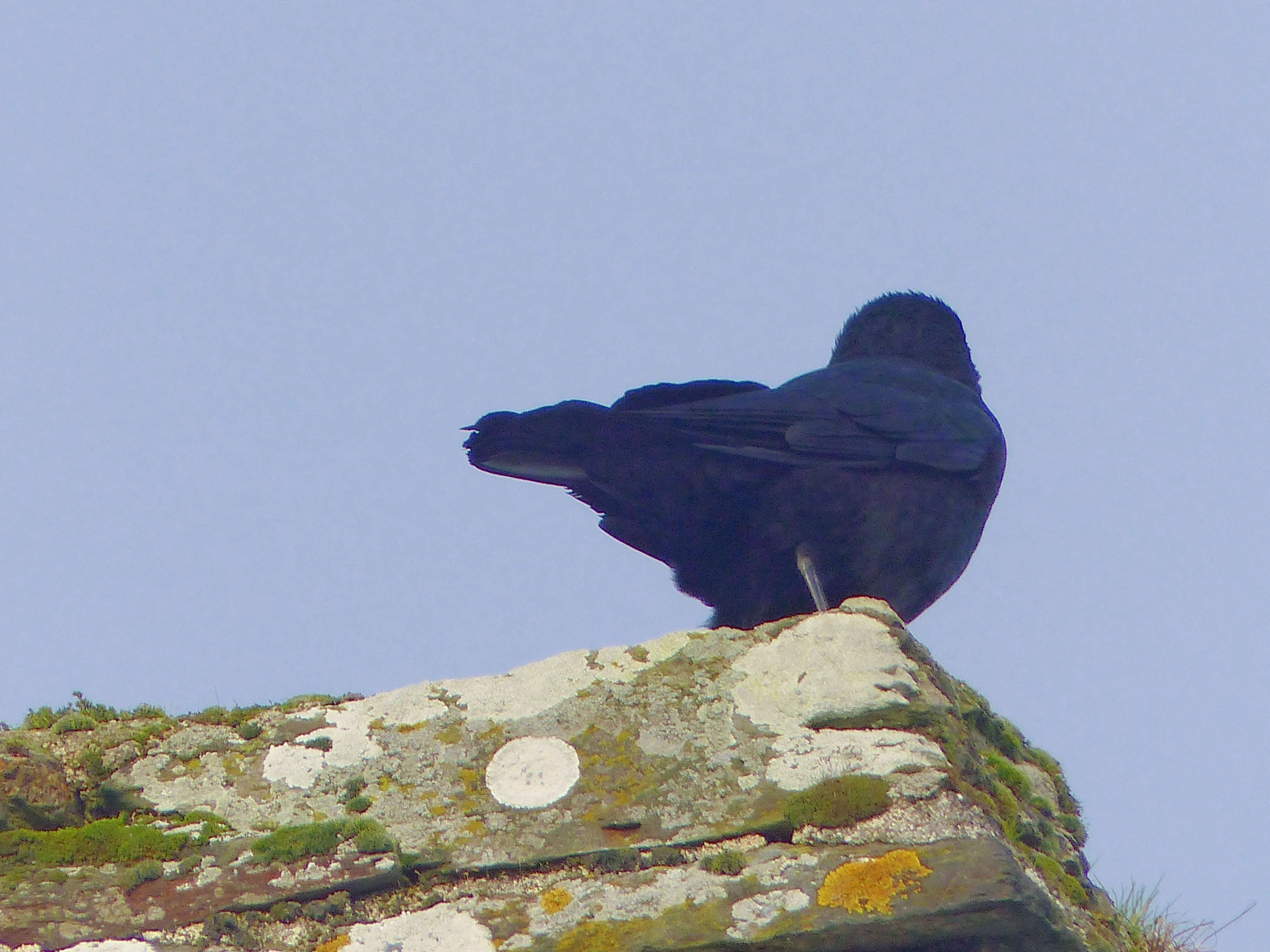 Image of Carrion Crow