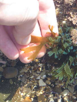 Image of Brown algae