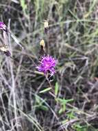 صورة Vernonia blodgettii Small