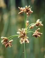 Image of lakeshore bulrush