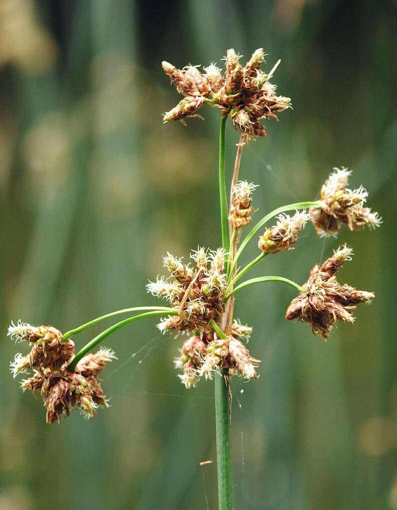 Image of lakeshore bulrush