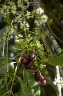 Image of Java plum