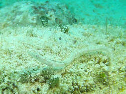 Image of Yellowface Pikeblenny