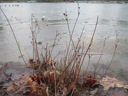 Juncus articulatus L. resmi