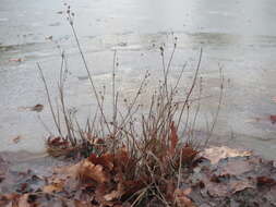 Juncus articulatus L. resmi