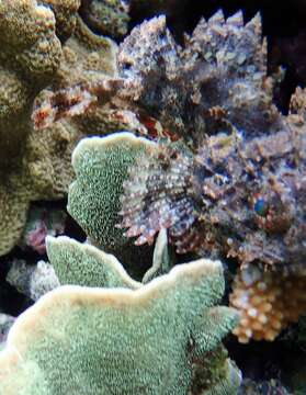 Image of Marbled coral-cod