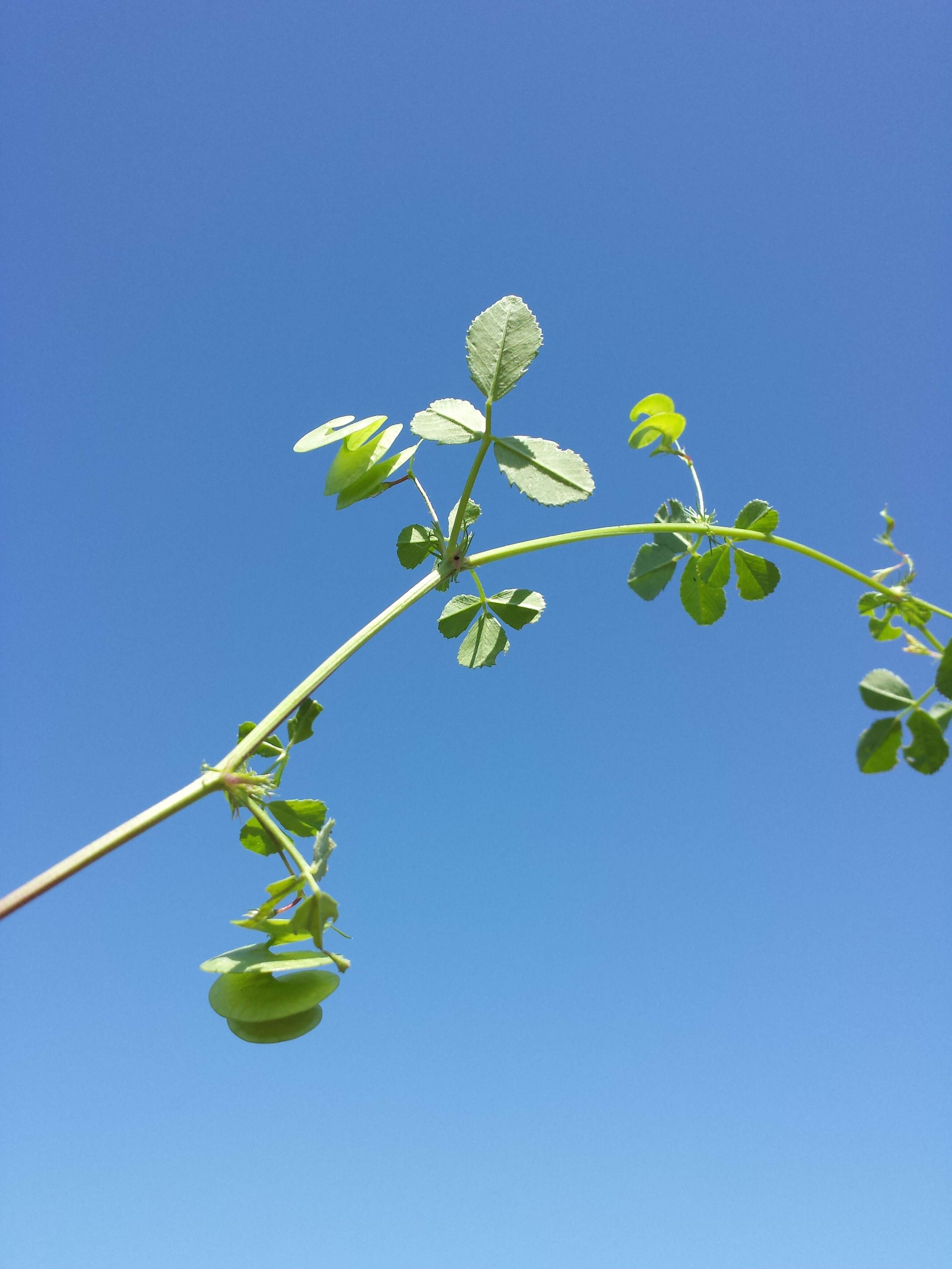 Image of blackdisk medick