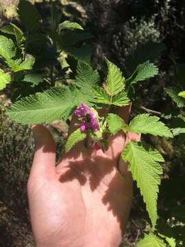 Слика од Rubus hawaiensis A. Gray