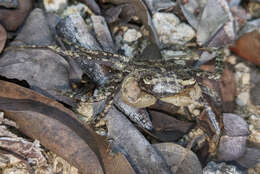 Image of humic marsh crab