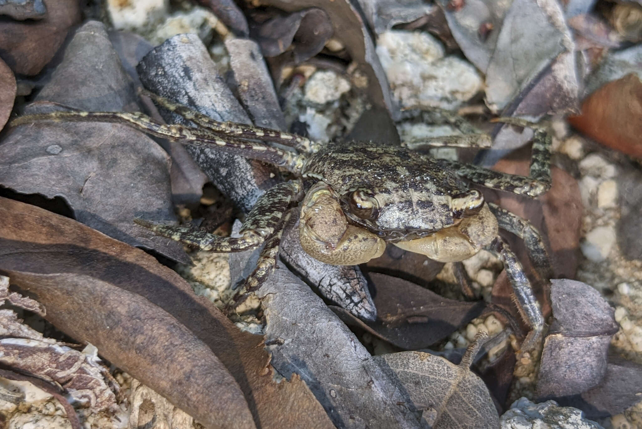 Image of humic marsh crab