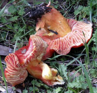 Sivun Hygrocybe splendidissima (P. D. Orton) M. M. Moser 1967 kuva