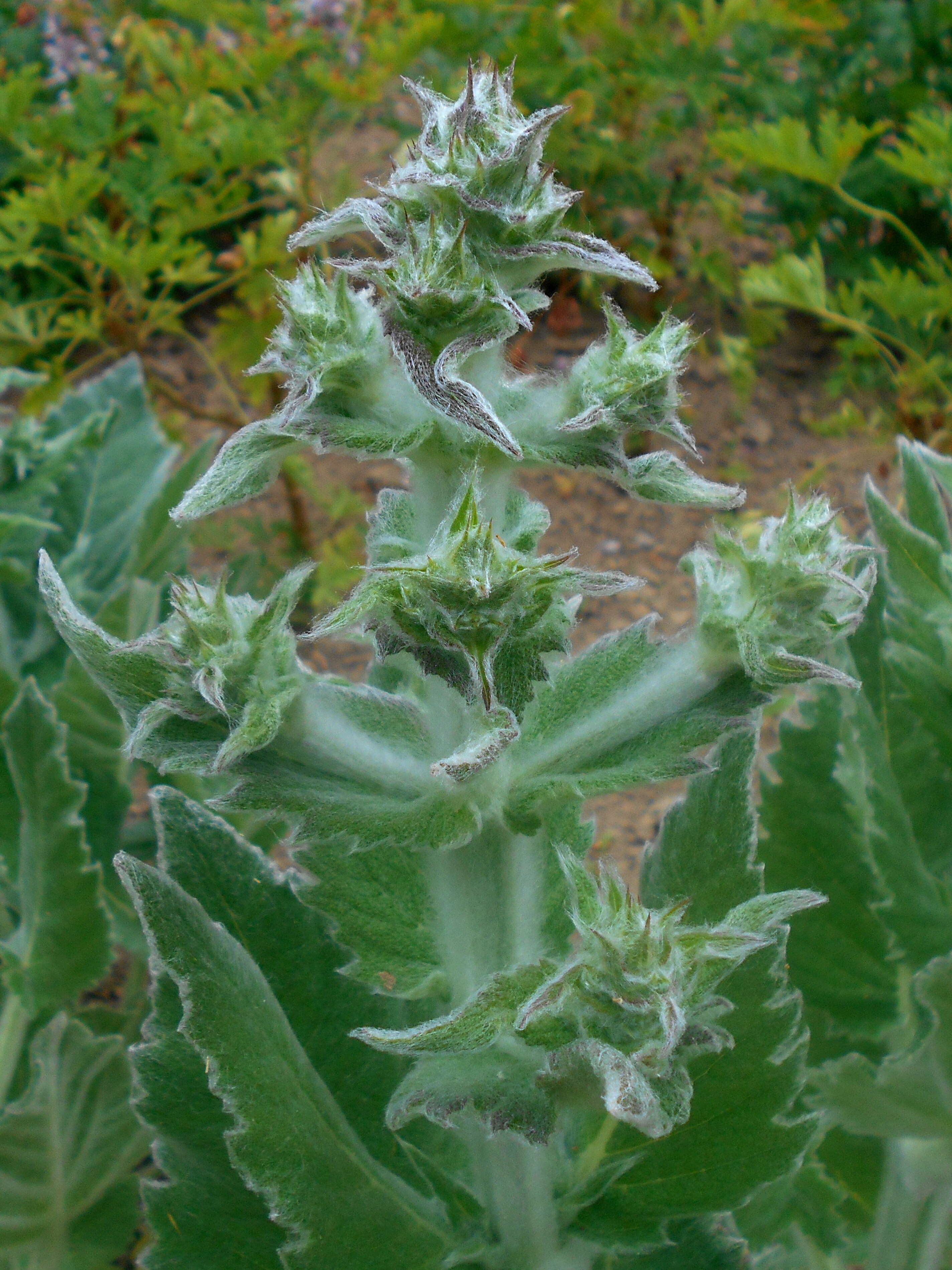 Imagem de Salvia aethiopis L.