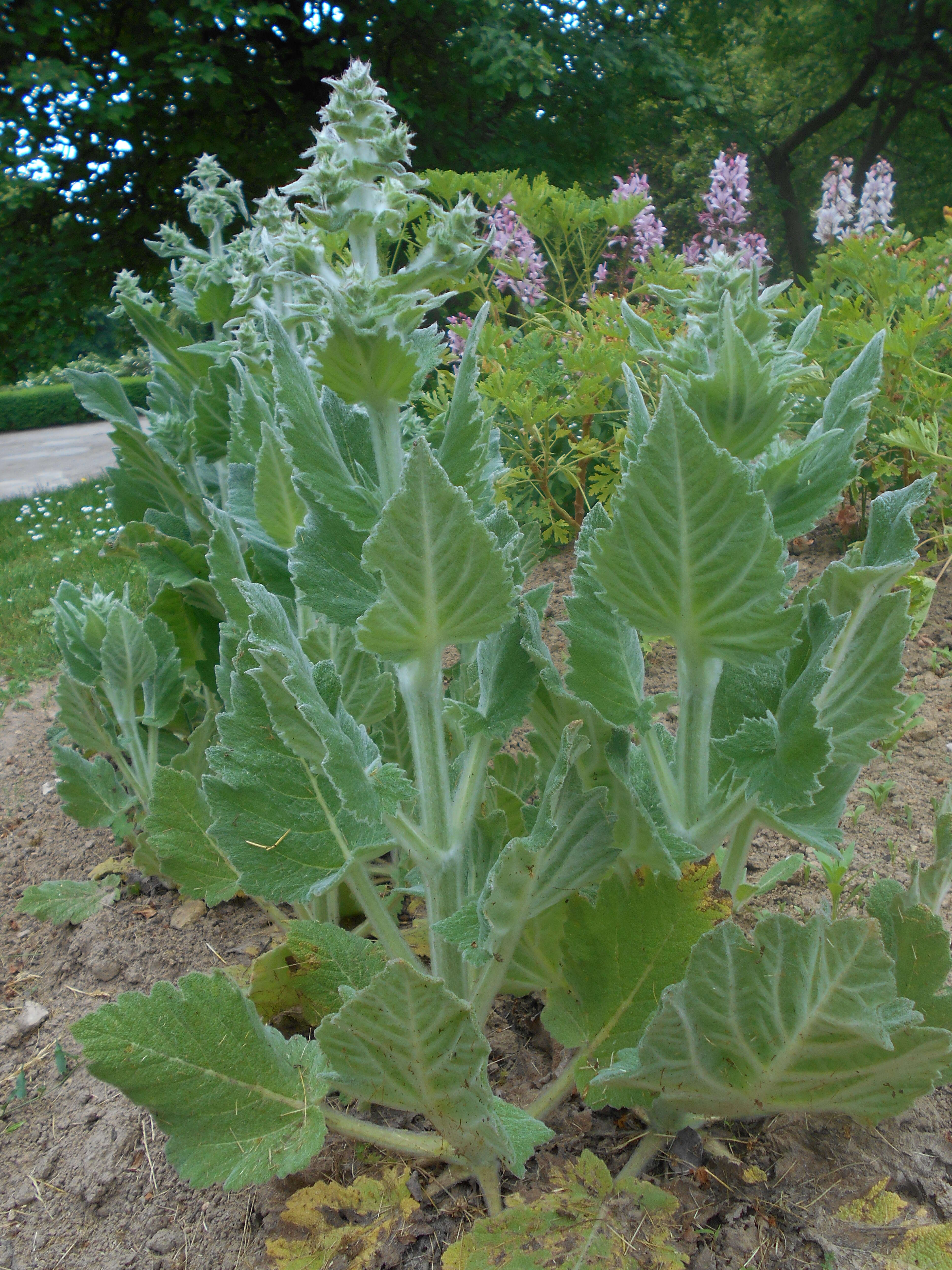 Sivun Salvia aethiopis L. kuva