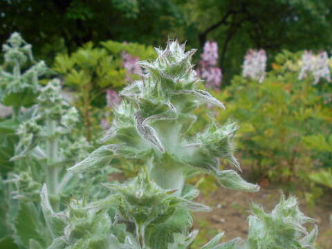 Sivun Salvia aethiopis L. kuva