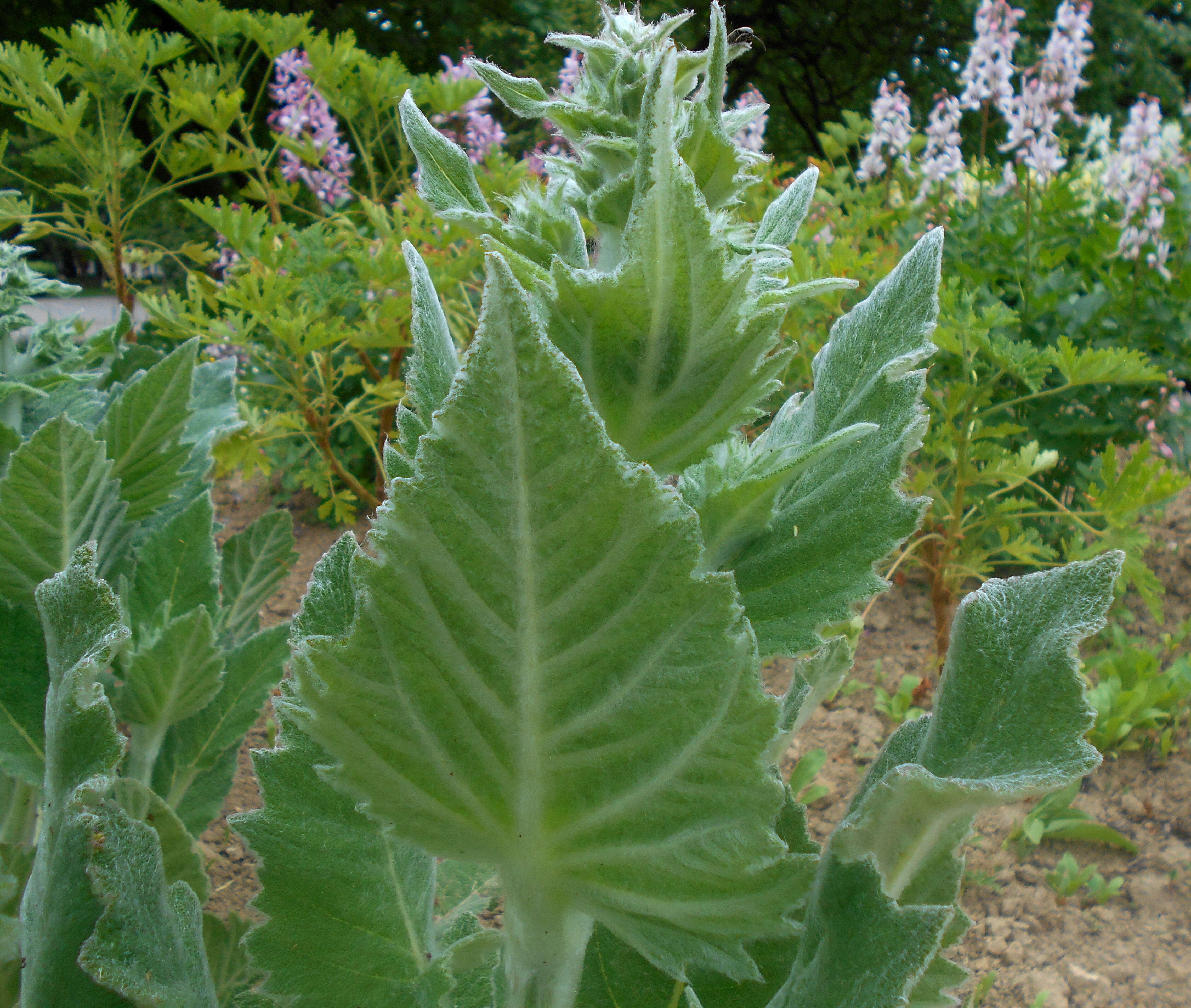 Sivun Salvia aethiopis L. kuva