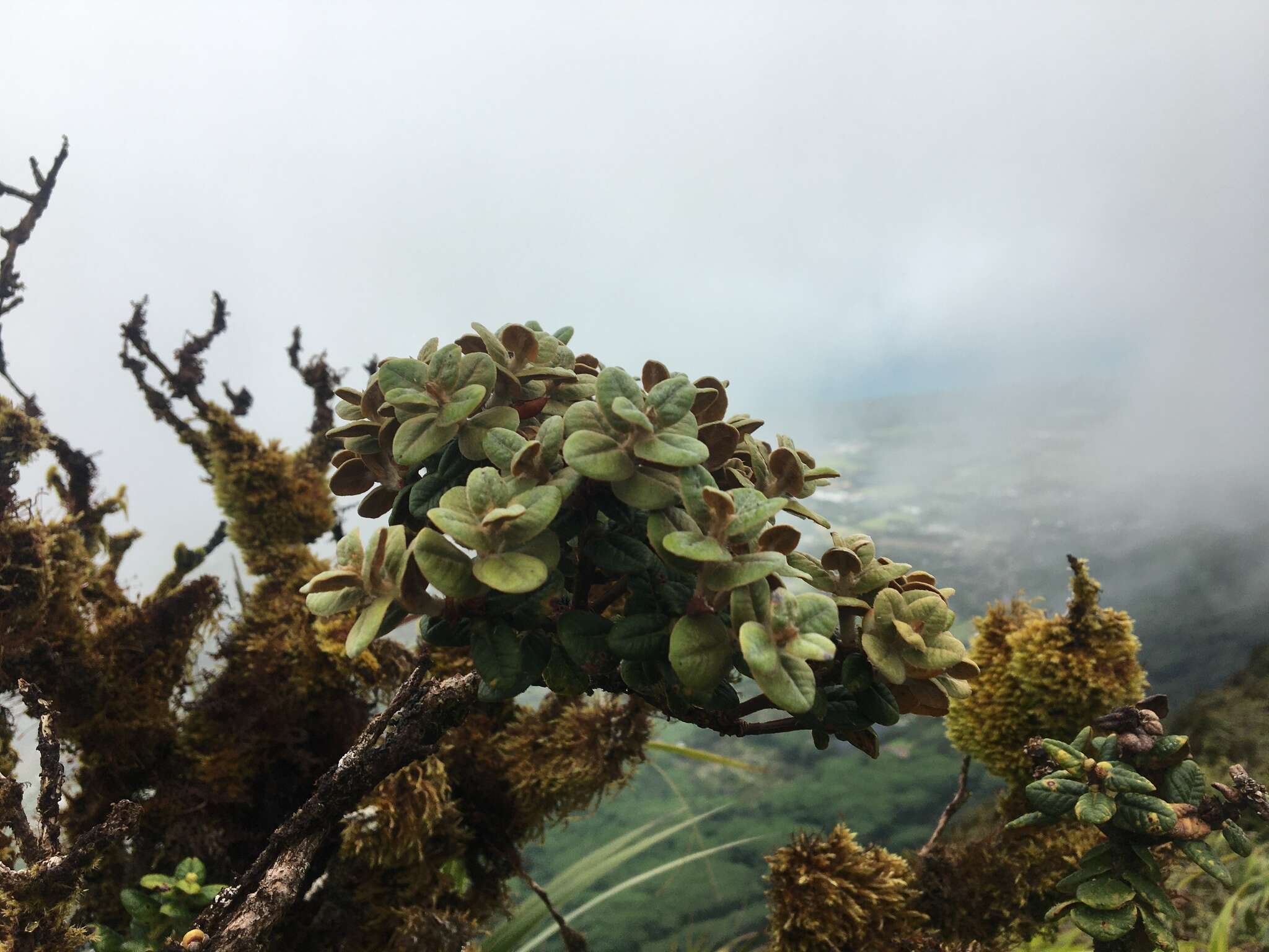 Image of Lehua Papa